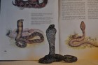 Kobra královská - d 40cm